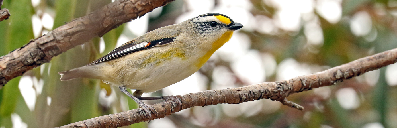 Striated Pardalote (Image ID 30541)