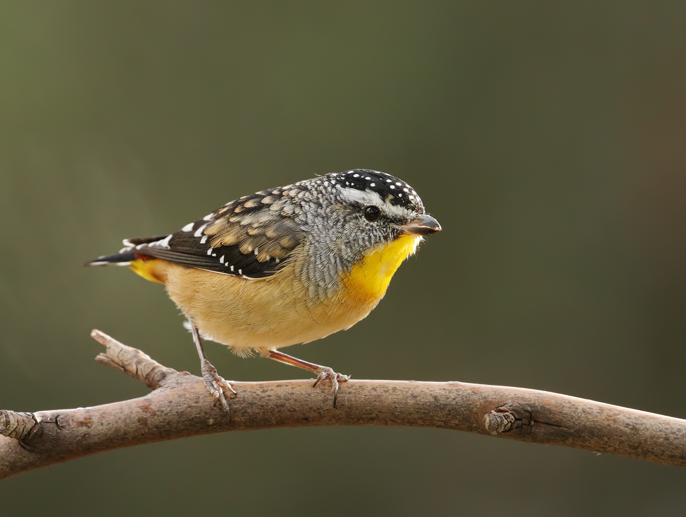 Spotted Pardalote (Image ID 30522)