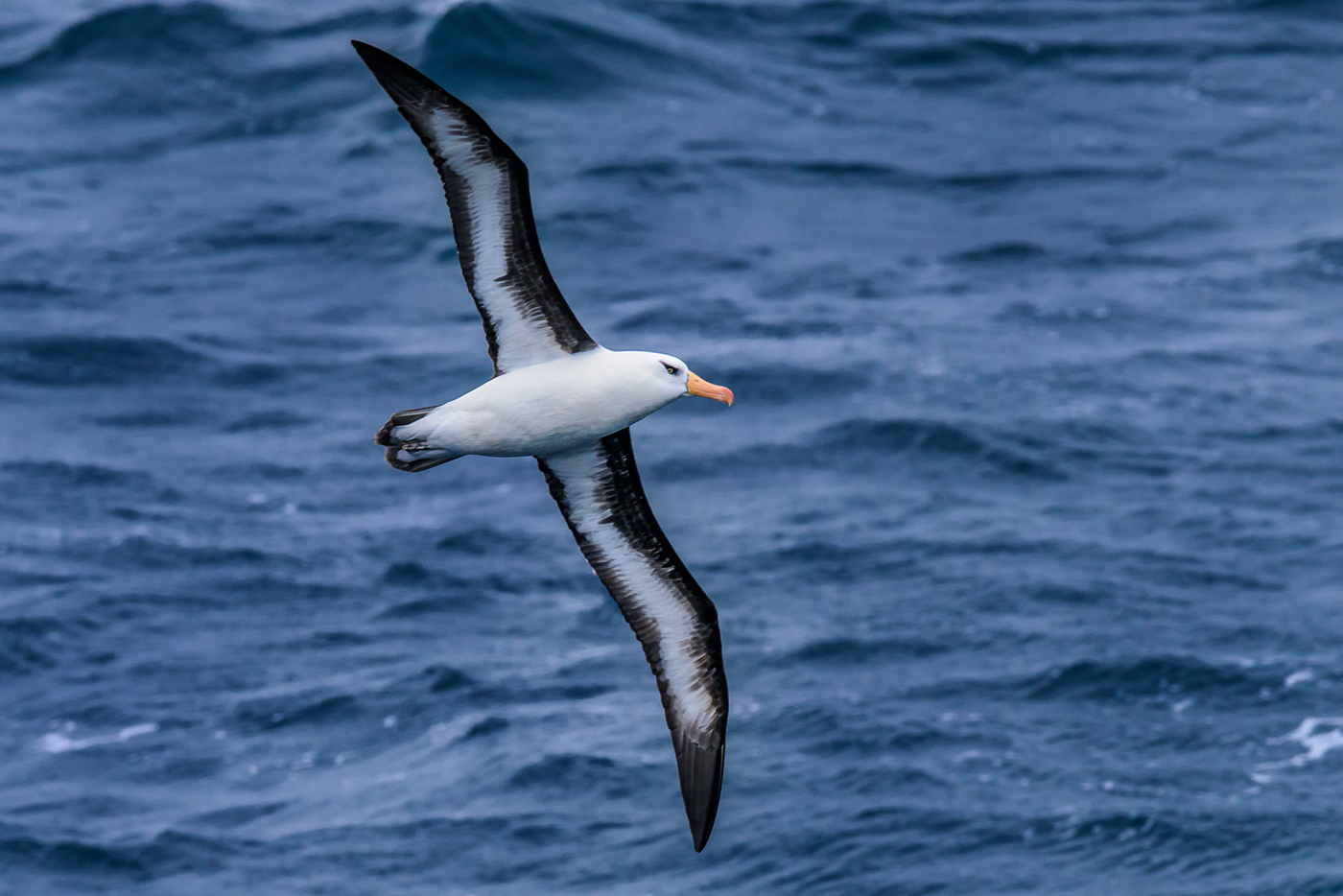 Campbell Albatross (Image ID 30575)