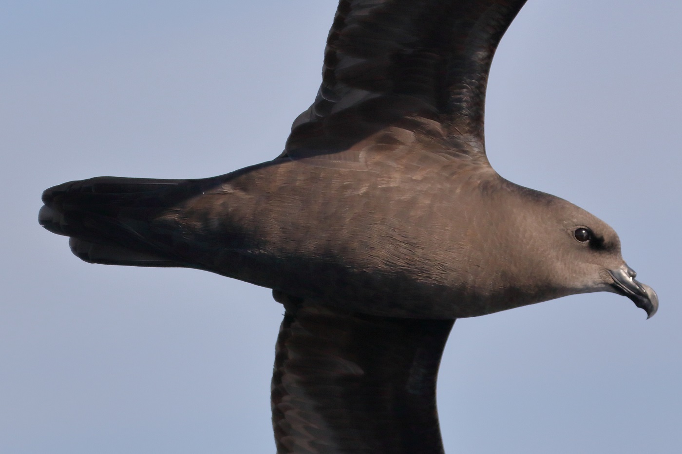 Great-winged Petrel (Image ID 30569)