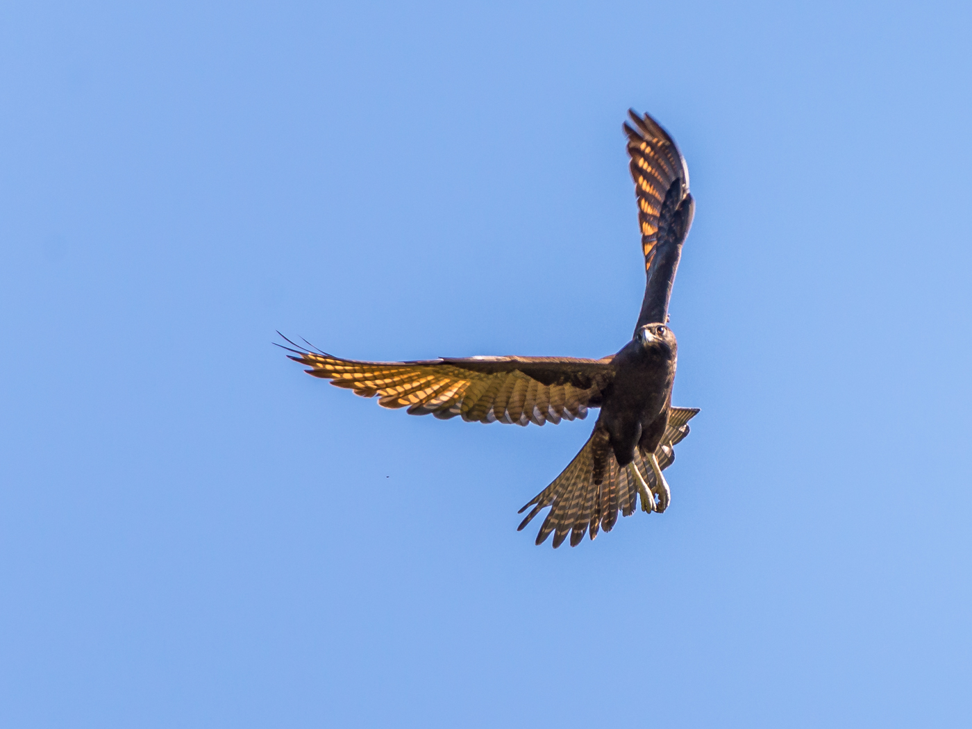 Brown Falcon (Image ID 30628)
