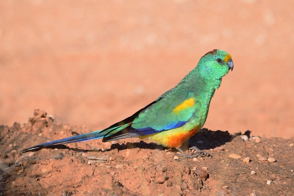 Mulga Parrot (Image ID 30648)