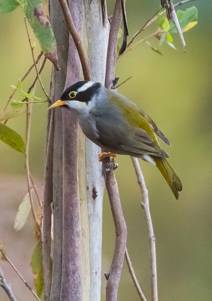 Strong-billed Honeyeater (Image ID 30573)