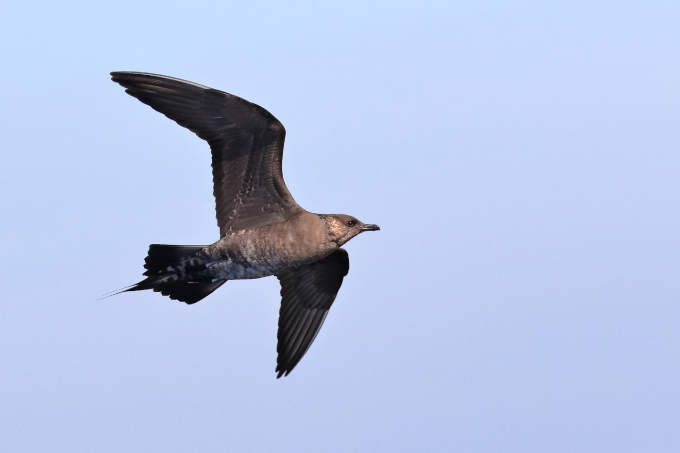Long-tailed Jaeger (Image ID 30513)