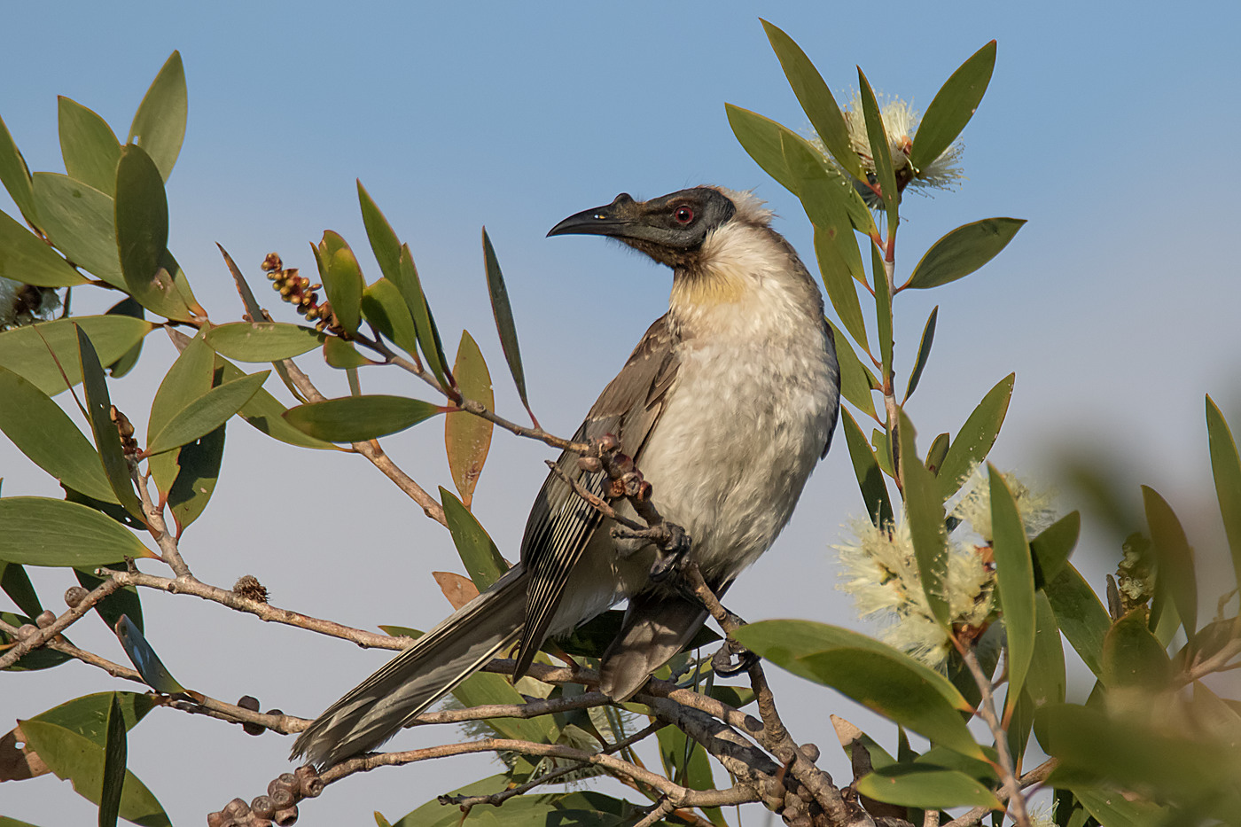 Noisy Friarbird (Image ID 30696)