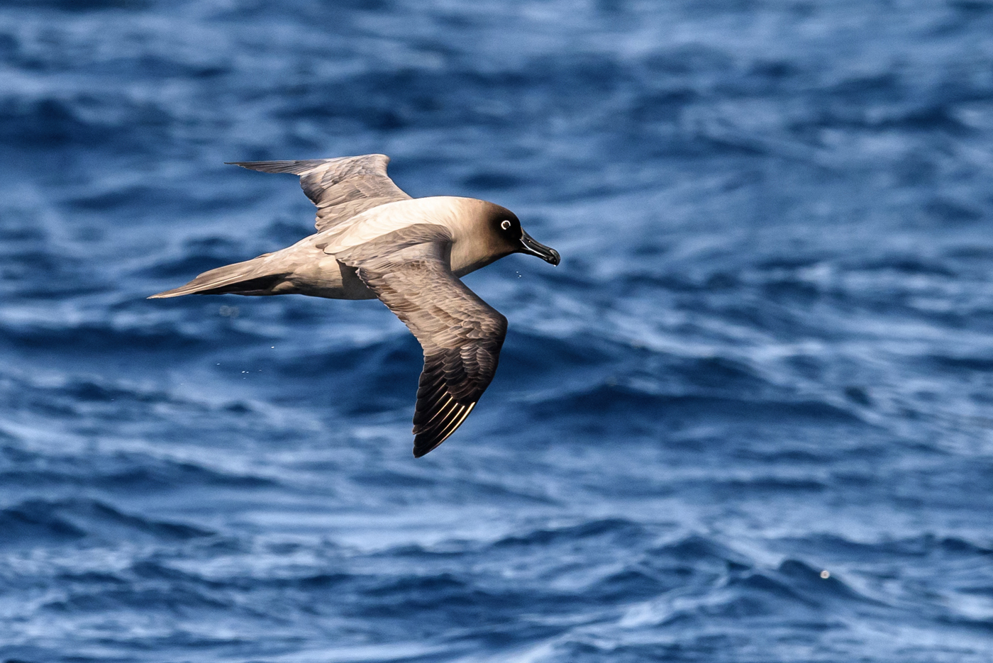 Light-mantled Sooty Albatross (Image ID 30577)