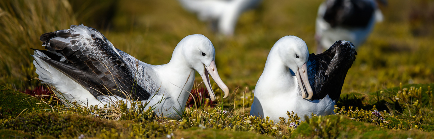 Southern Royal Albatross (Image ID 30611)