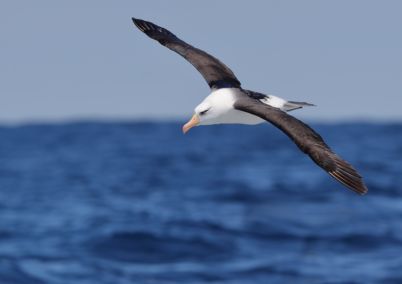 Campbell Albatross (Image ID 30531)