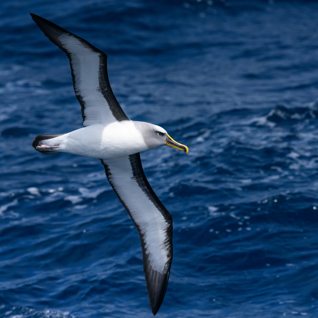 Buller's Albatross (Image ID 30574)