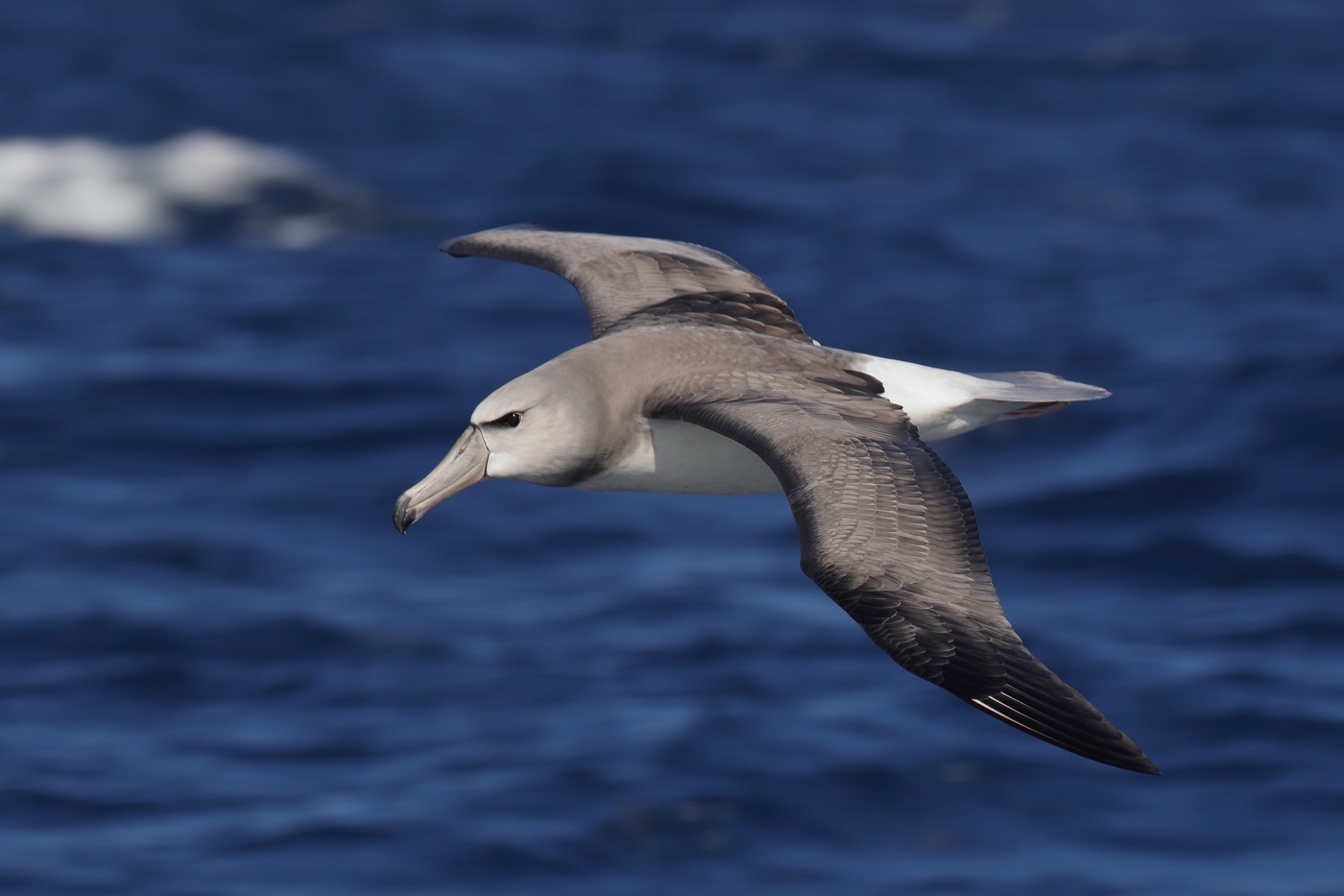 Shy Albatross (Image ID 30568)
