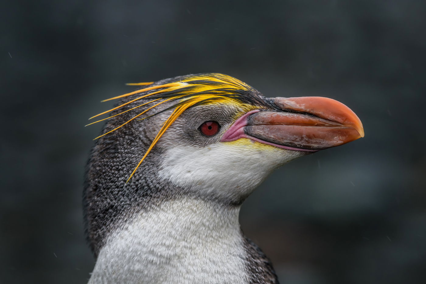 Royal Penguin (Image ID 30605)
