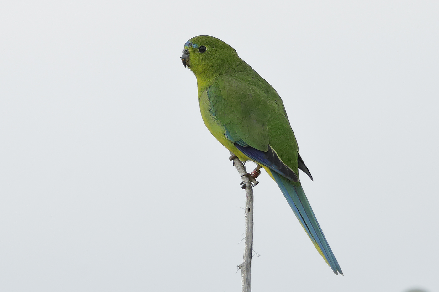 Orange-bellied Parrot (Image ID 30985)