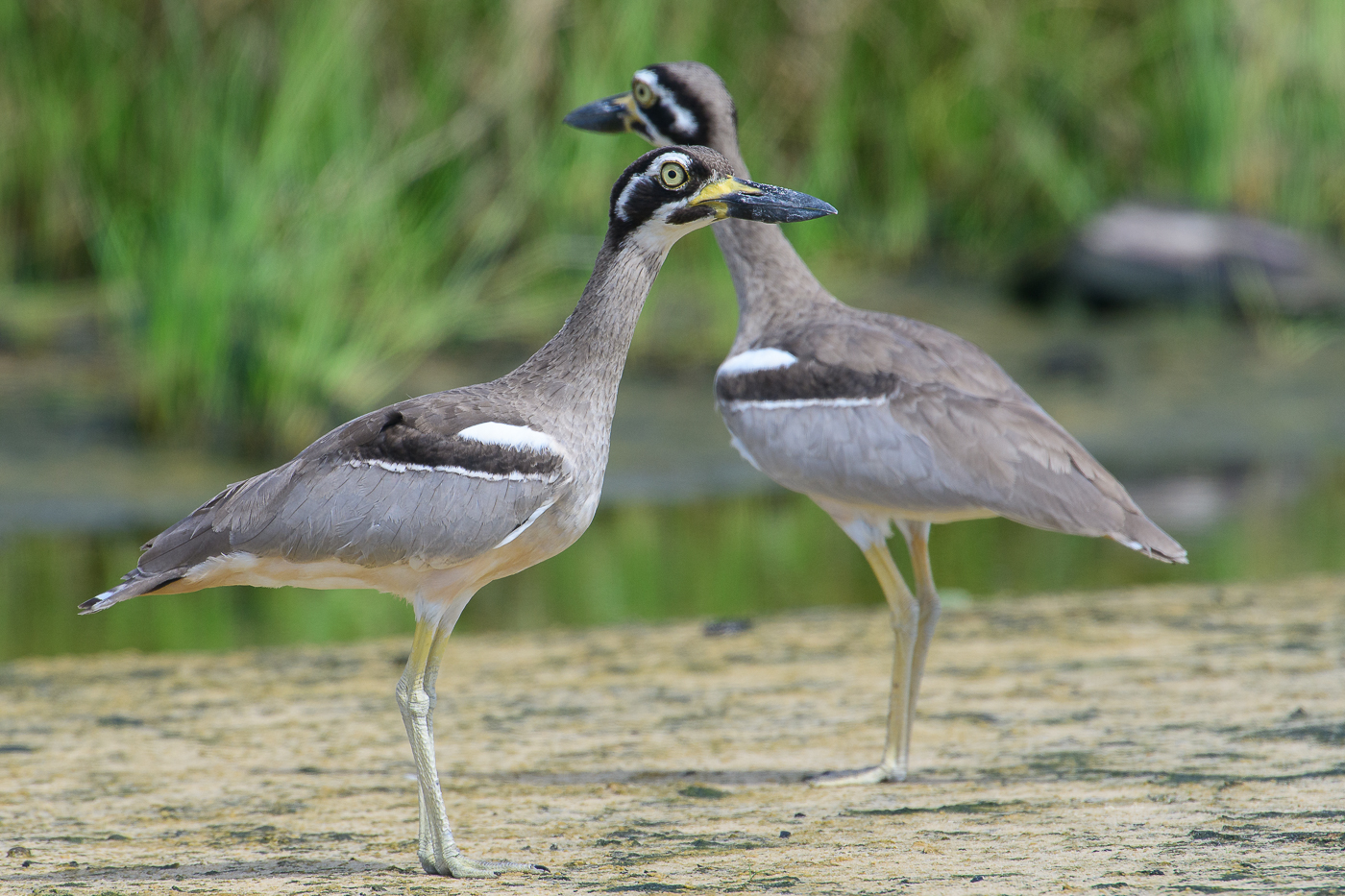 Beach Stone-curlew (Image ID 30810)