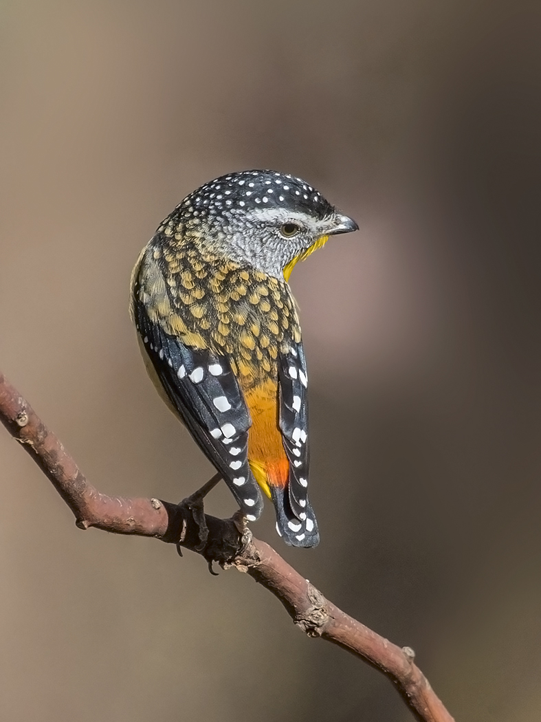 Spotted Pardalote (Image ID 30882)