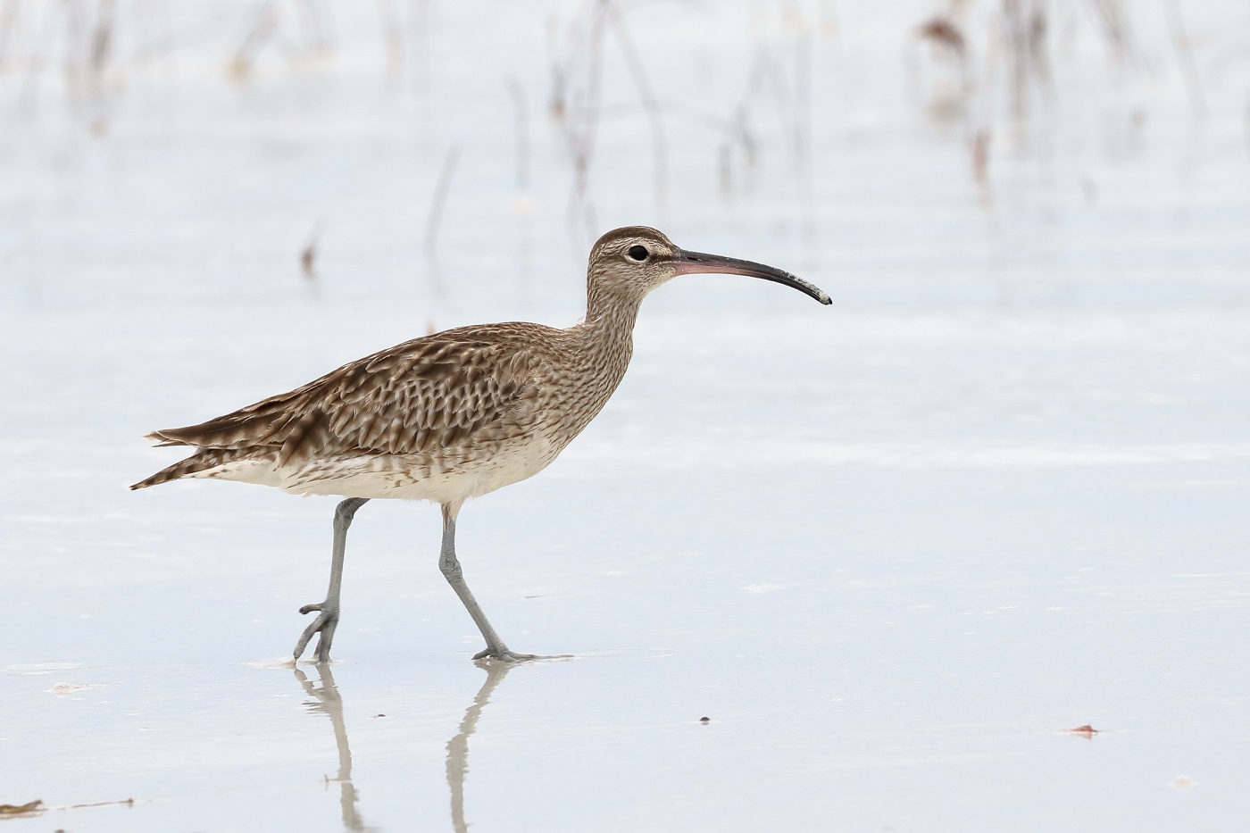 Whimbrel (Image ID 30835)