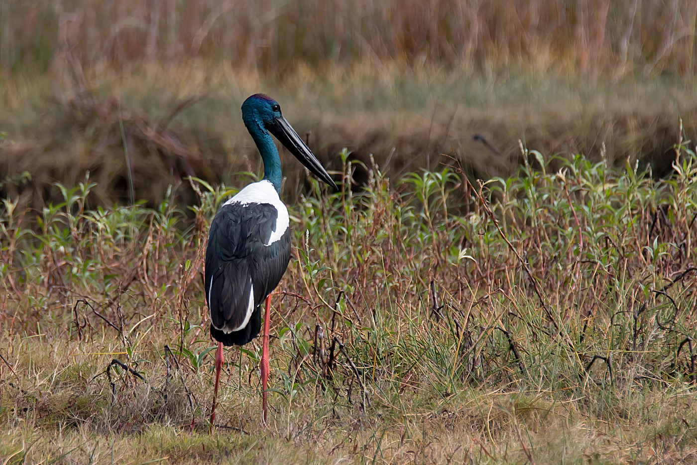 Black-necked Stork (Image ID 31005)