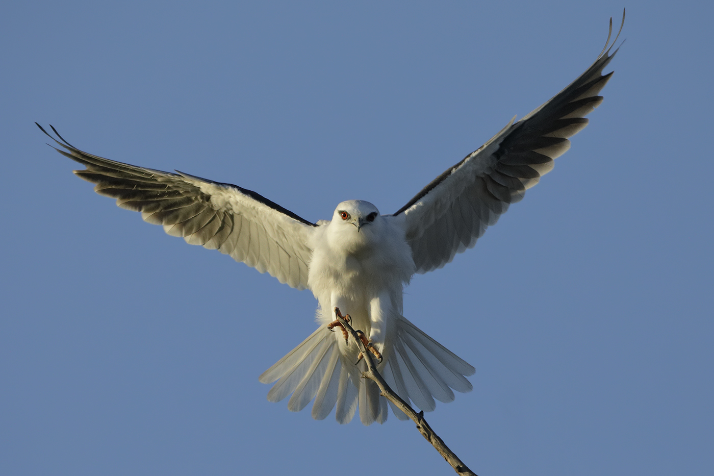 Black-shouldered Kite (Image ID 30812)