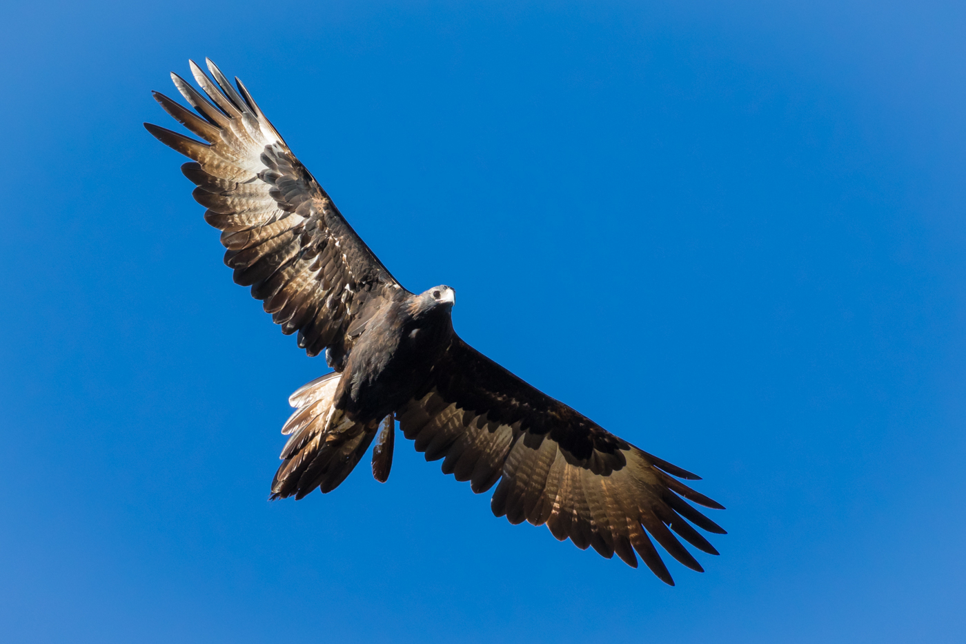 Wedge-tailed Eagle (Image ID 30855)