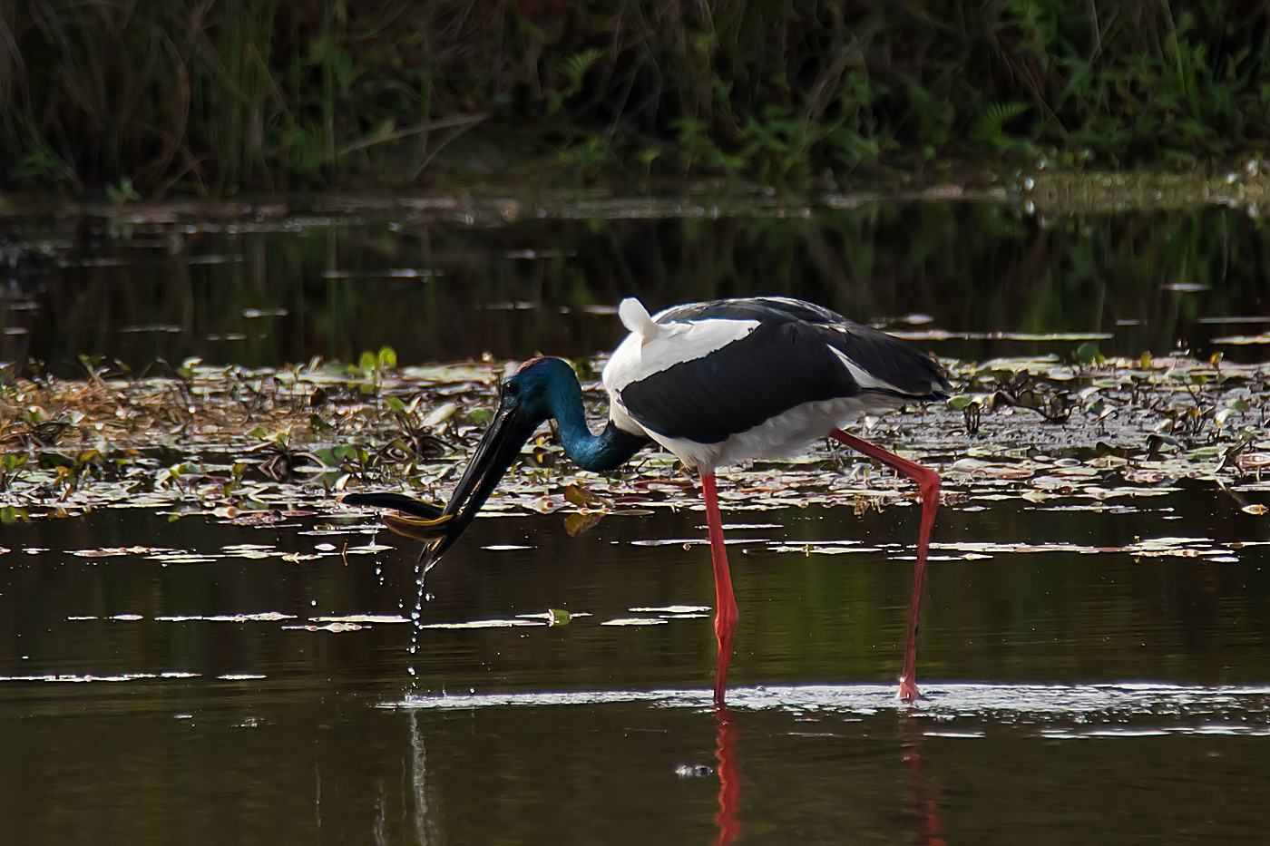 Black-necked Stork (Image ID 31004)