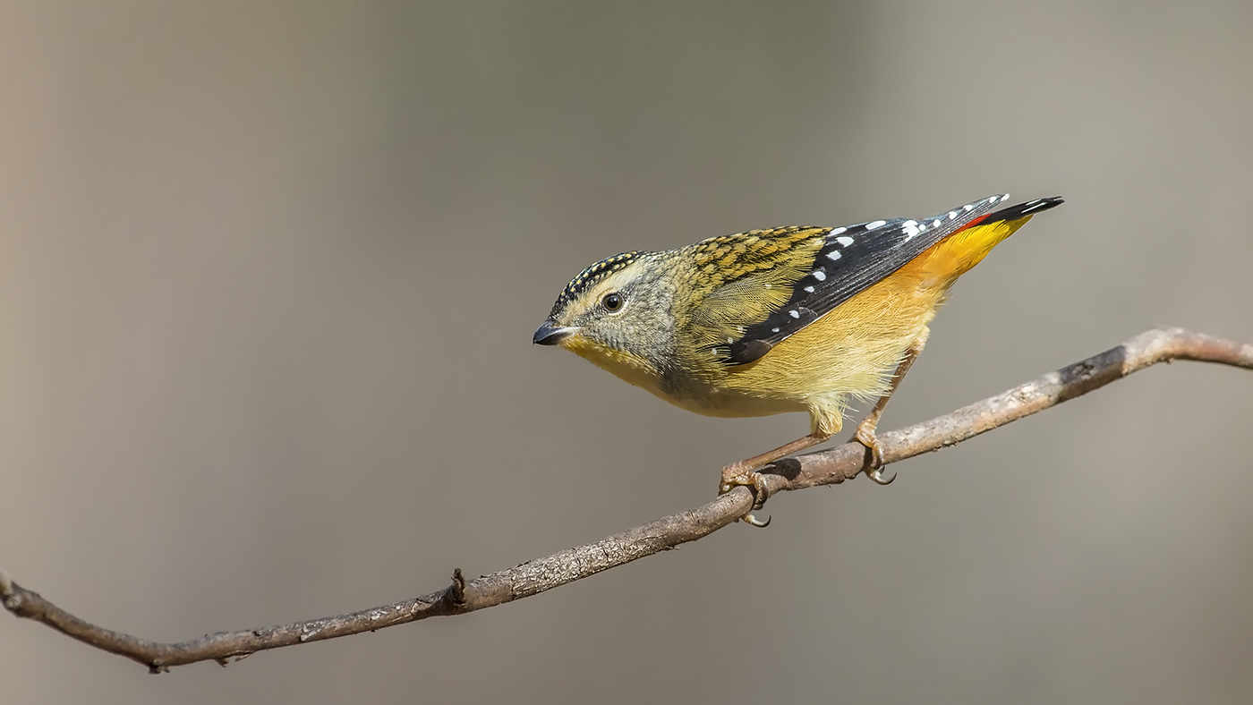 Spotted Pardalote (Image ID 30883)
