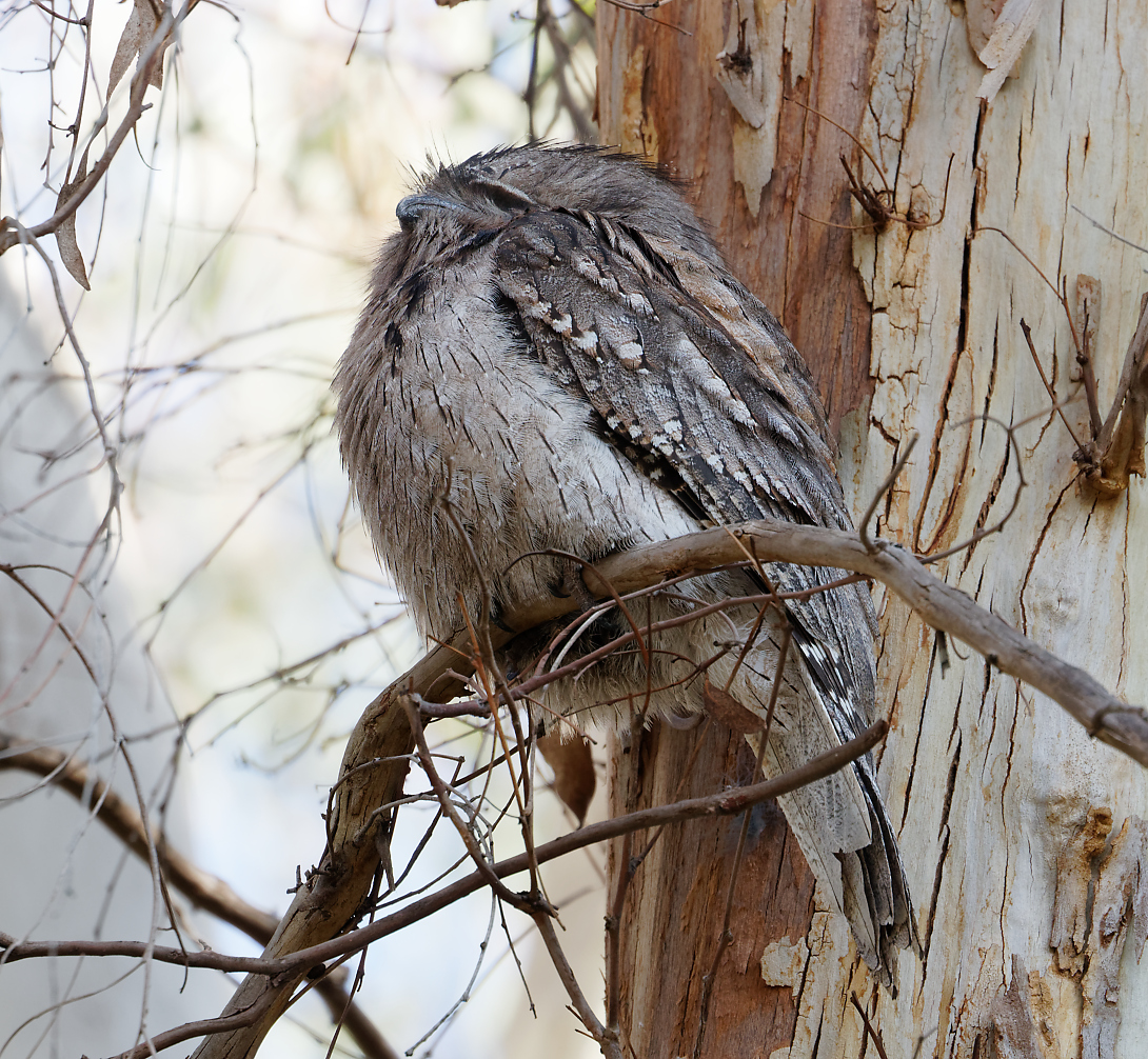 Tawny Frogmouth (Image ID 30773)