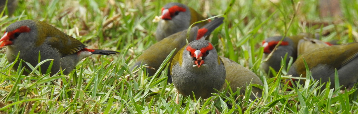 Red-browed Finch (Image ID 30944)