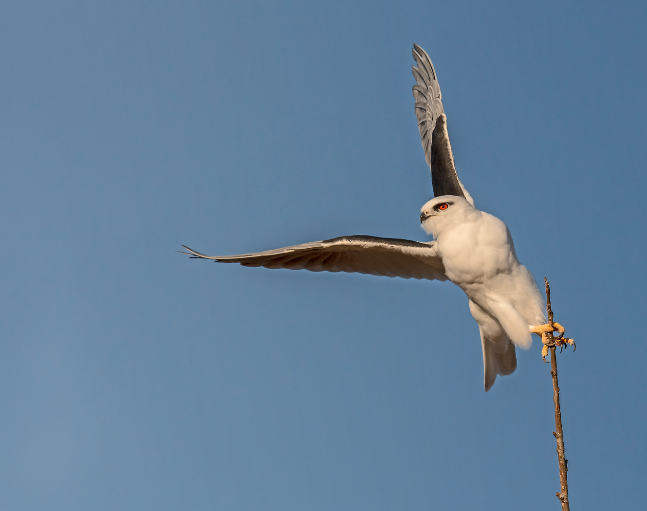 Black-shouldered Kite (Image ID 30758)