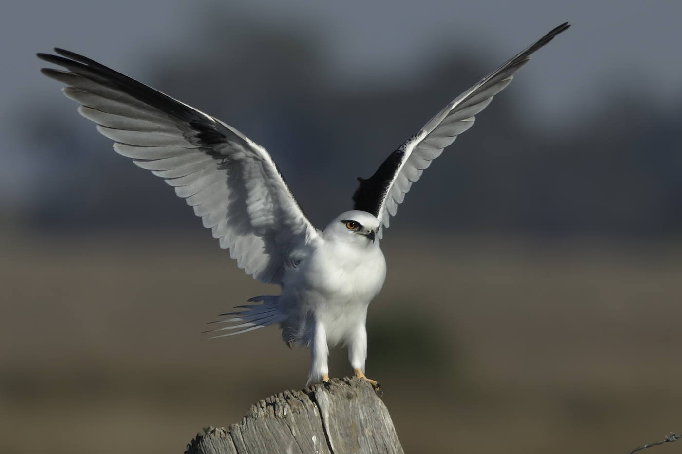 Black-shouldered Kite (Image ID 30846)