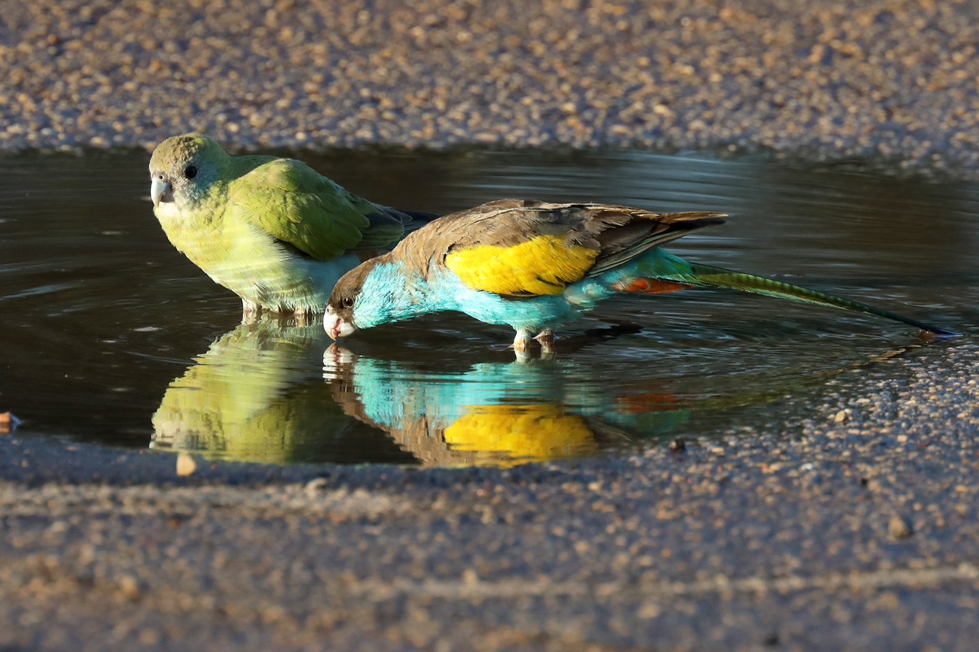 Hooded Parrot (Image ID 30889)