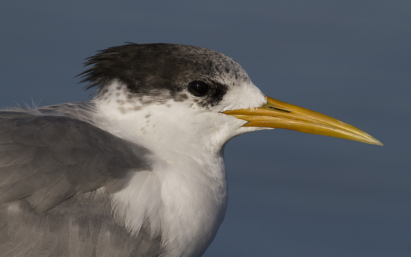 Greater Crested Tern (Image ID 30769)