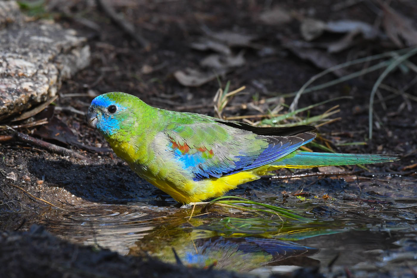 Turquoise Parrot (Image ID 30763)