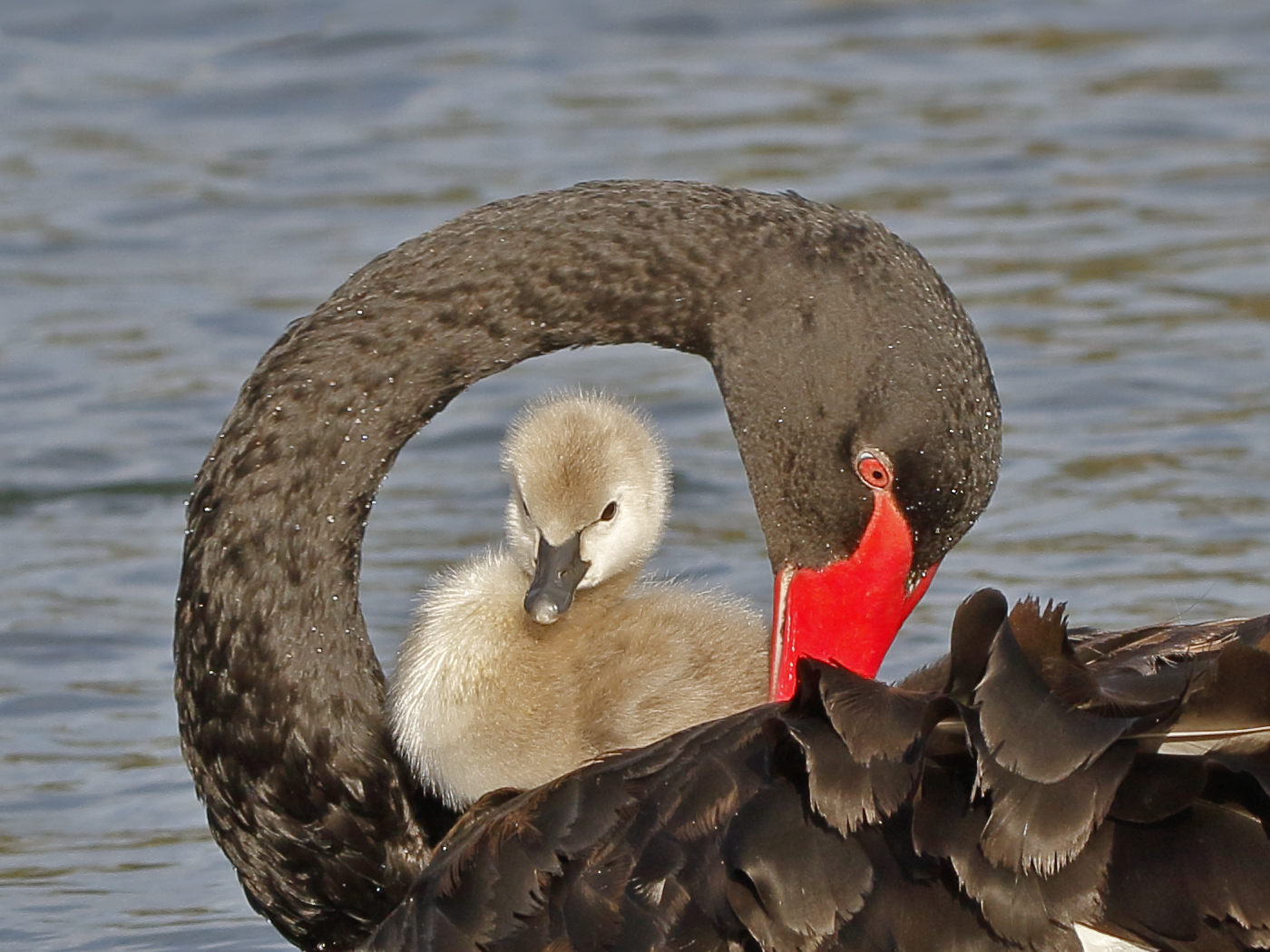 Black Swan (Image ID 30952)