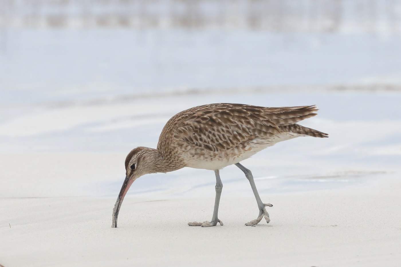 Whimbrel (Image ID 30836)