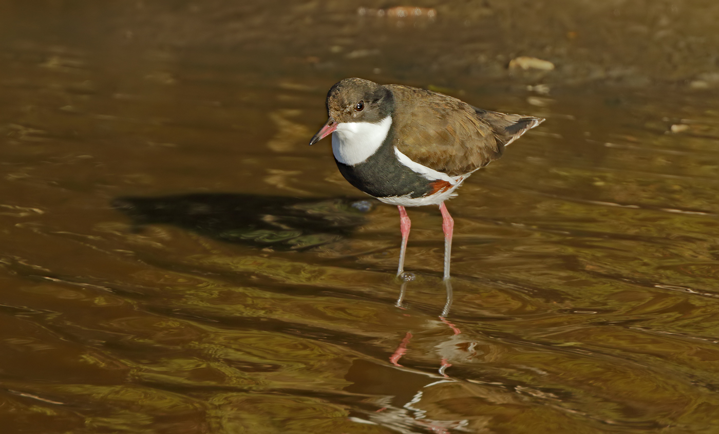 Red-kneed Dotterel (Image ID 30865)