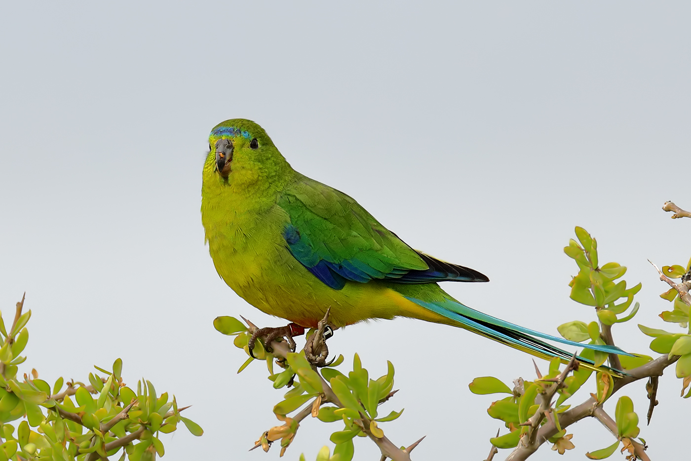 Orange-bellied Parrot (Image ID 30992)