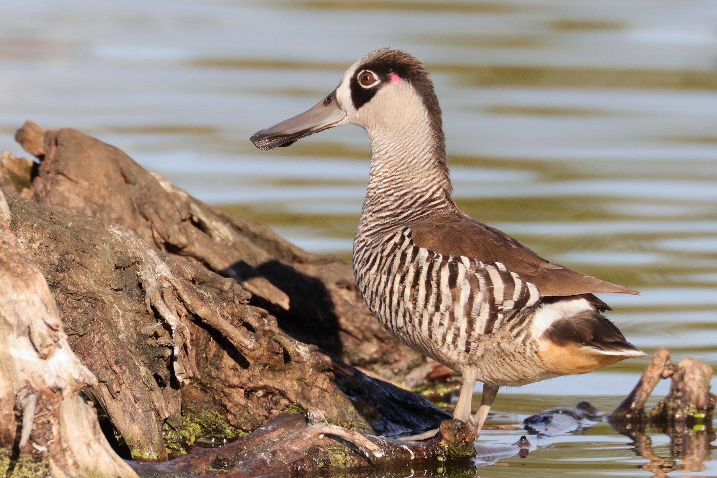Pink-eared Duck (Image ID 30917)