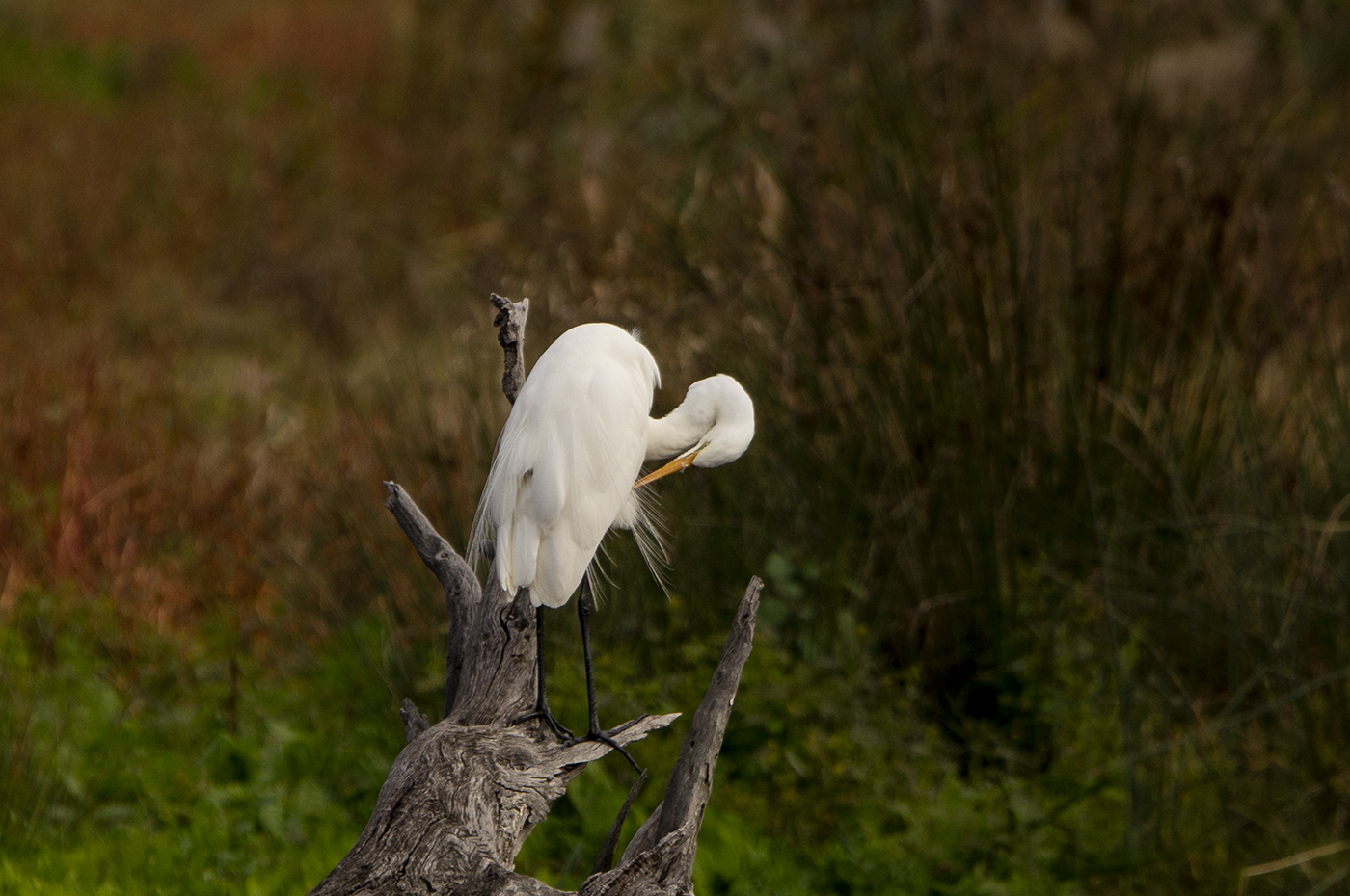 Great Egret (Image ID 30905)