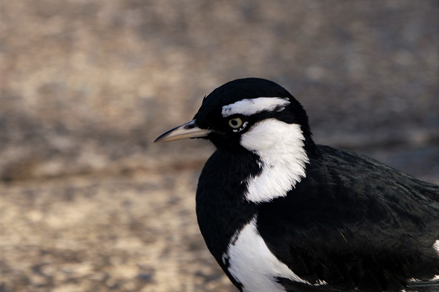 Magpie-lark (Image ID 30832)