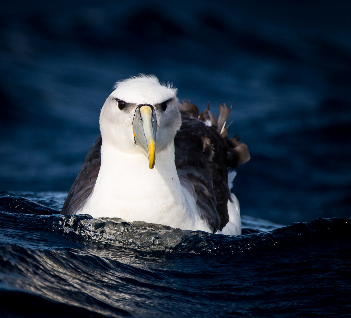 Shy Albatross (Image ID 30775)