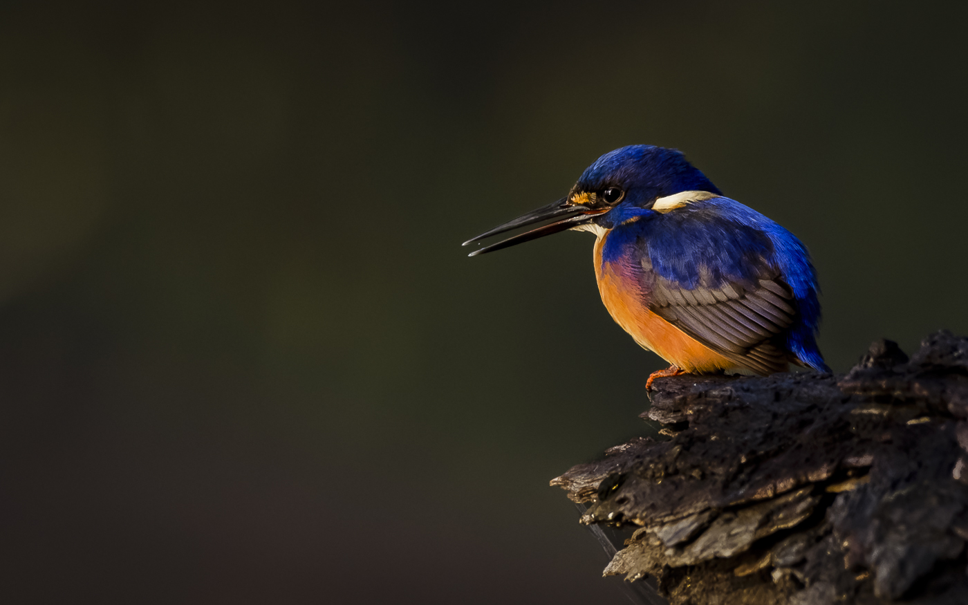 Azure Kingfisher (Image ID 31256)