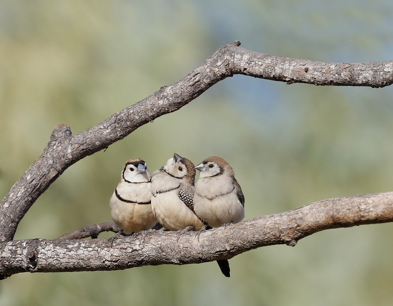 Double-barred Finch (Image ID 31185)