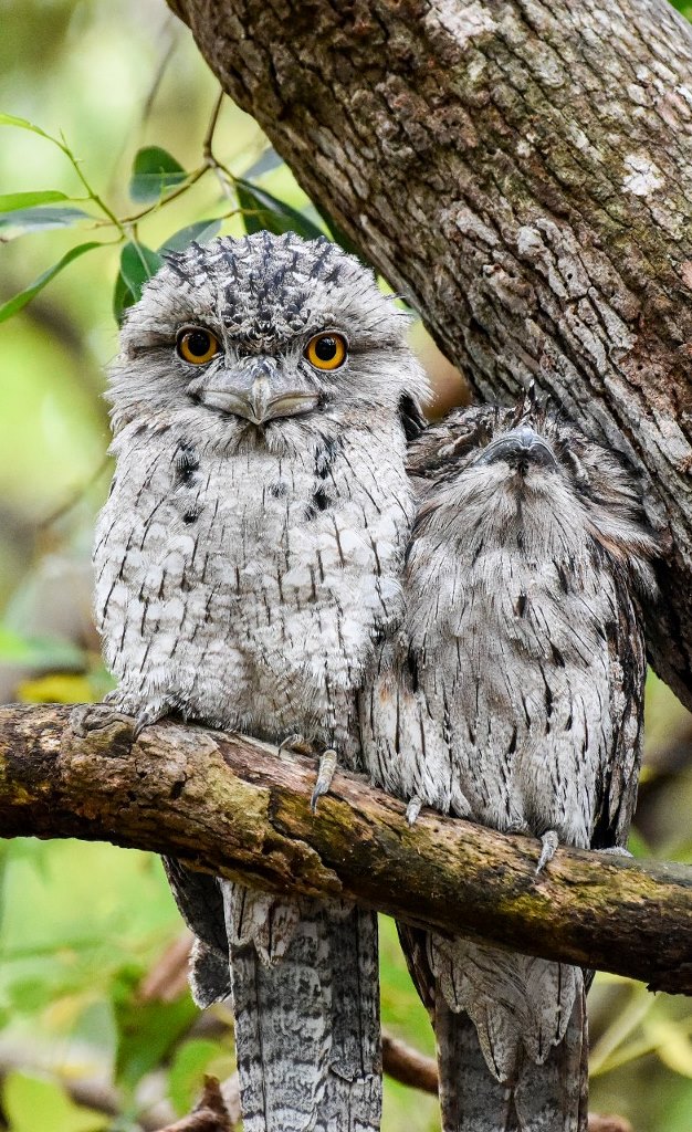 Tawny Frogmouth (Image ID 31190)