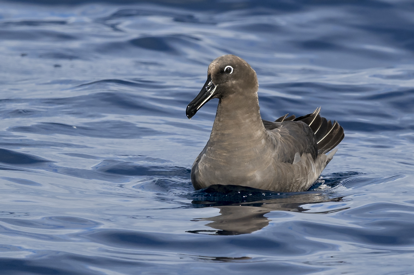 Sooty Albatross (Image ID 31023)