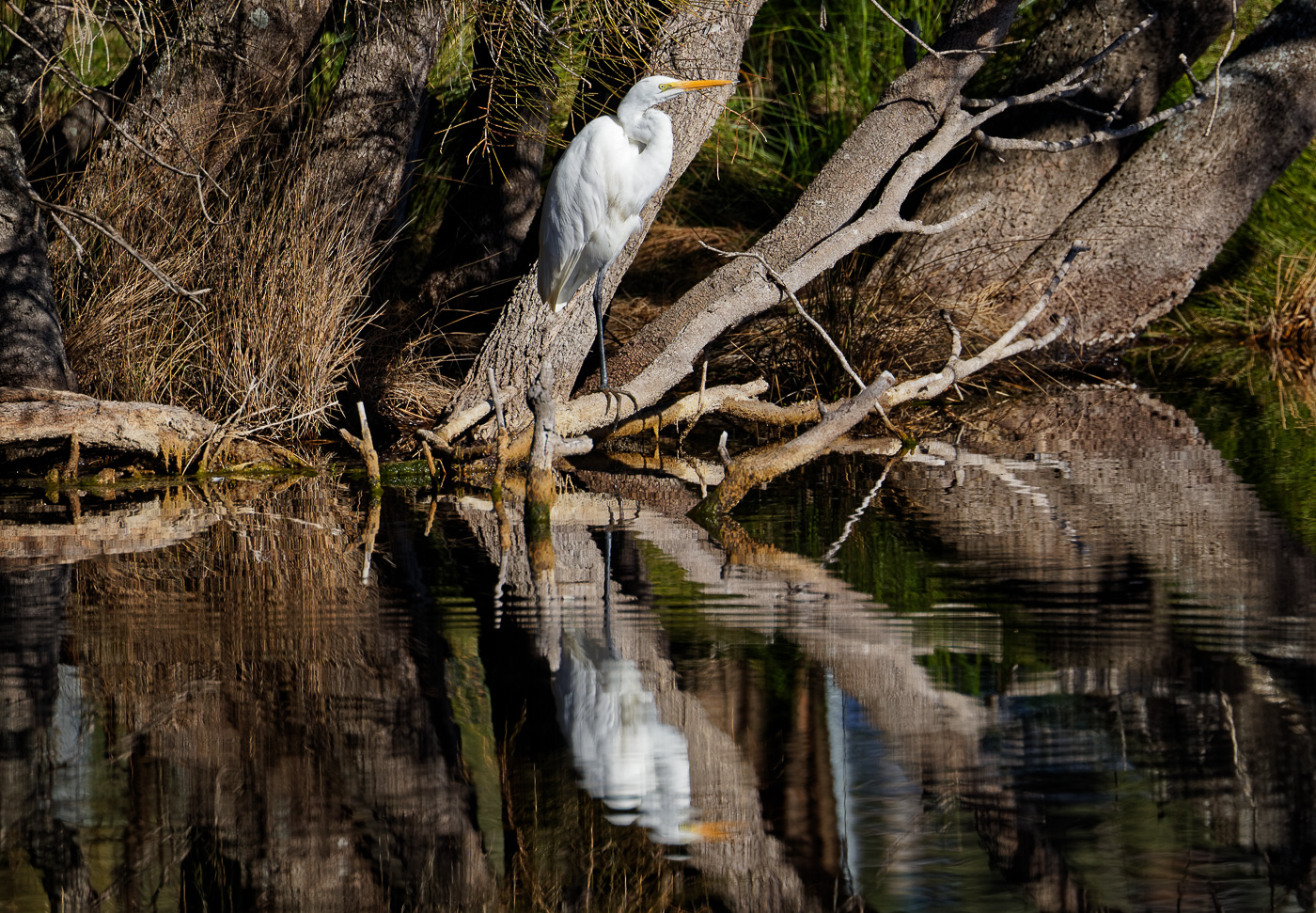 Great Egret (Image ID 31168)