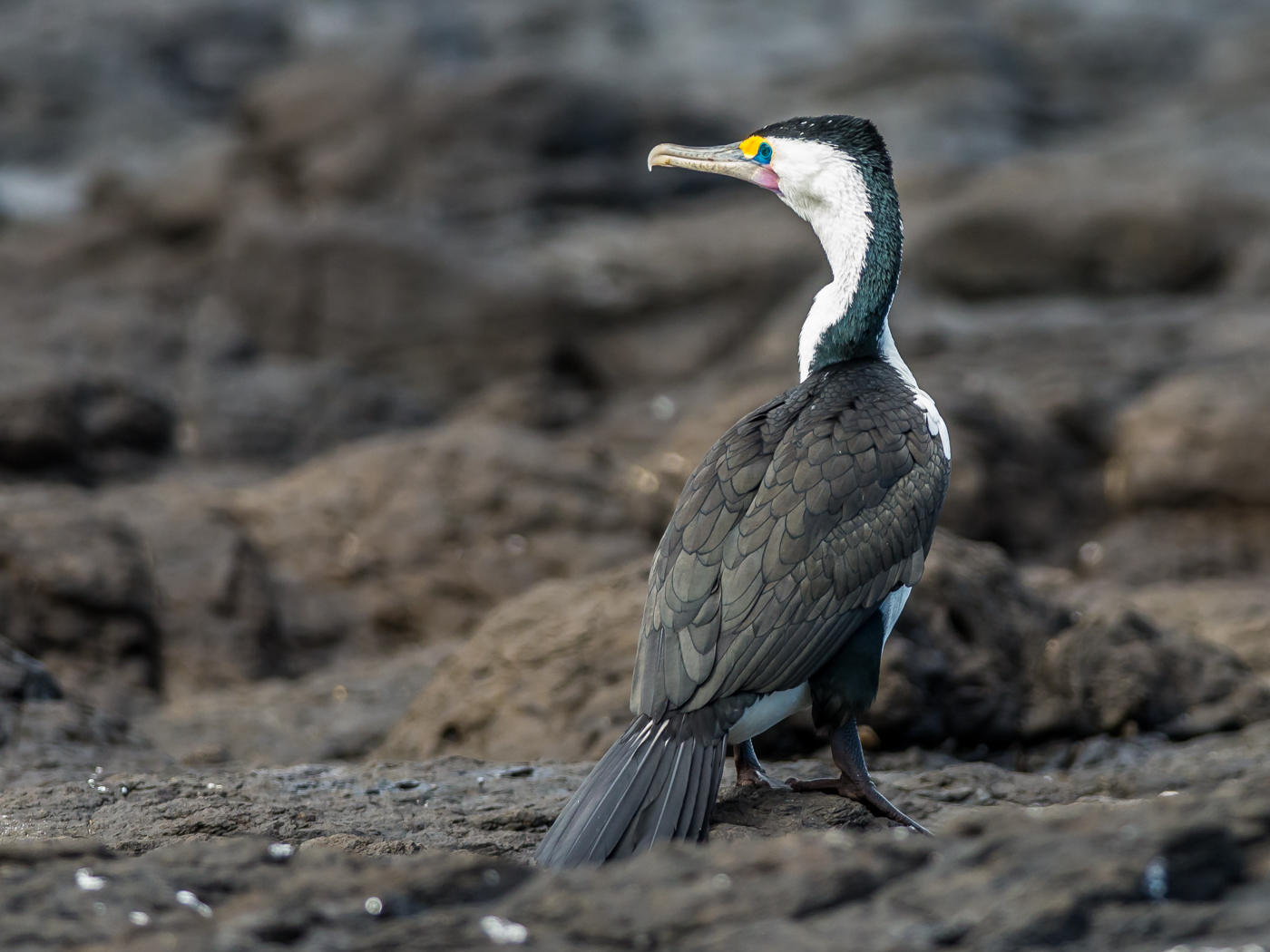 Great Pied Cormorant (Image ID 31070)