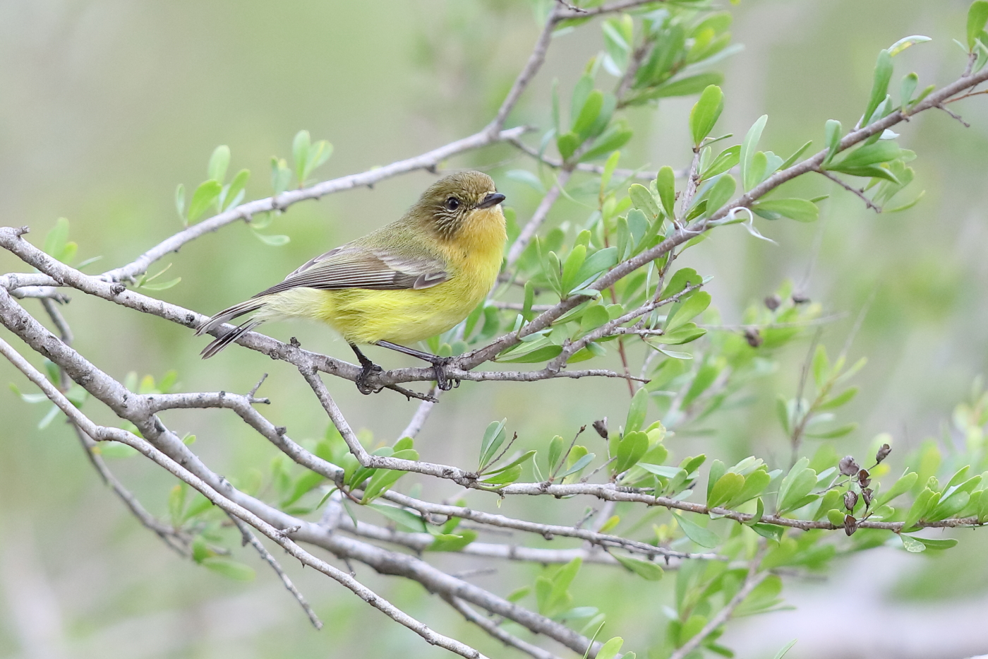 Yellow Thornbill (Image ID 31033)