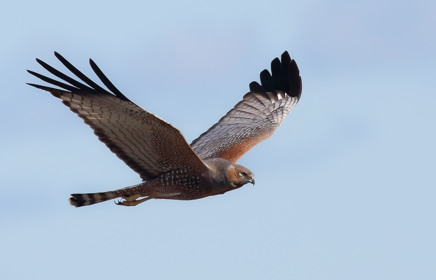Spotted Harrier (Image ID 31158)