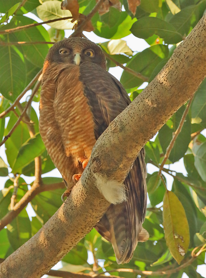 Rufous Owl (Image ID 31239)