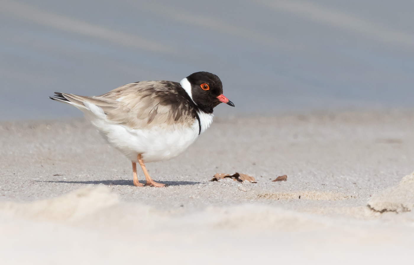Hooded Plover (Image ID 31143)