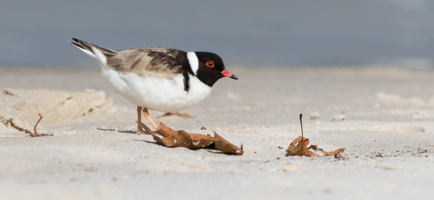 Hooded Plover (Image ID 31146)
